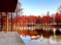 預警三林濱江落羽杉即將紅透，最佳觀賞期