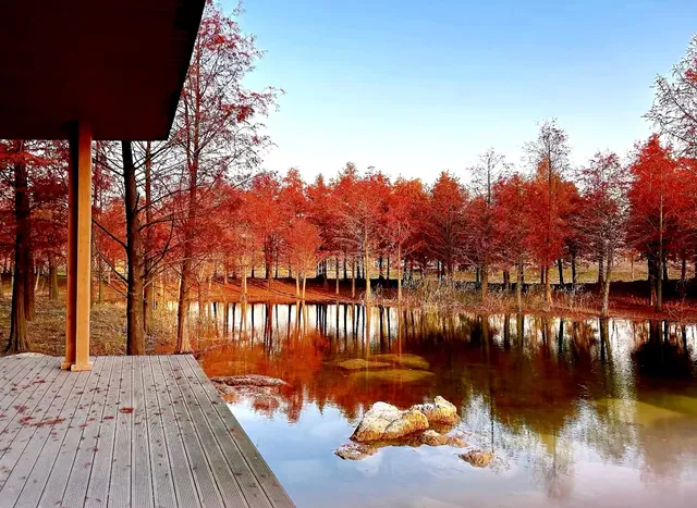 預警三林濱江落羽杉即將紅透，最佳觀賞期