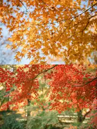 上海這裡的楓葉已經next level！附打卡路線