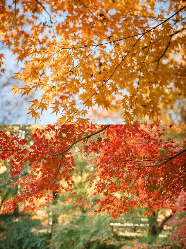 上海這裡的楓葉已經next level！附打卡路線