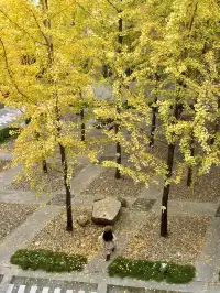 12.7實況!!福州這裡有超美銀杏打卡點!!