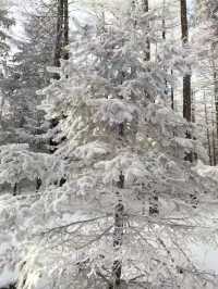 2025初雪赴一場蘆芽山冰雪奇緣!古堡溫泉全攻略