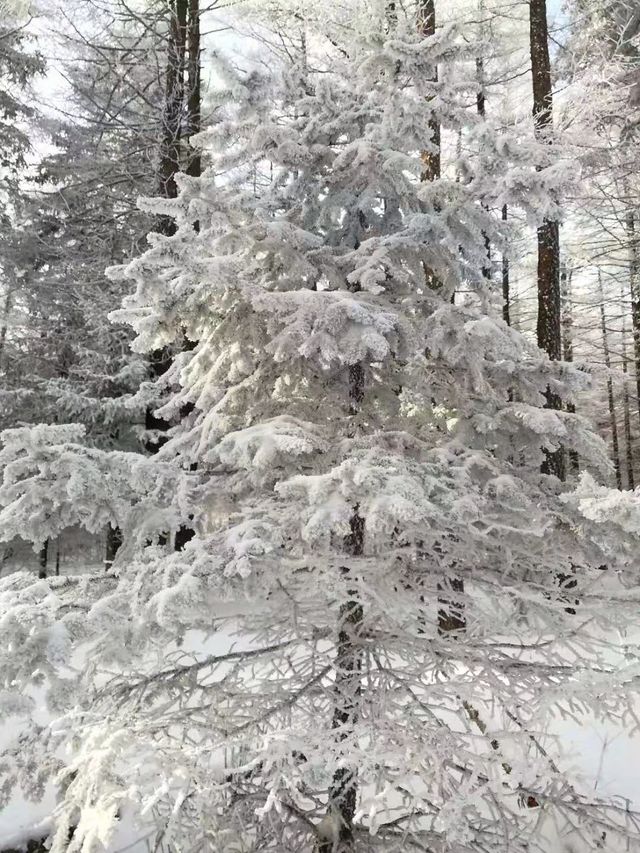 2025初雪赴一場蘆芽山冰雪奇緣!古堡溫泉全攻略 2025初雪赴一場蘆芽山冰雪奇緣!古堡溫泉全攻略