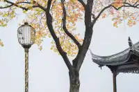 該怎麼向你描述南京的秋天呢