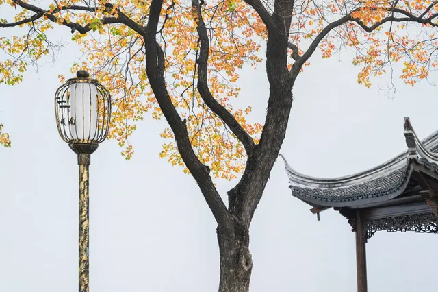 該怎麼向你描述南京的秋天呢 該怎麼向你描述南京的秋天呢