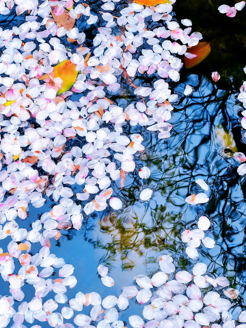 杭州春日追花全攻略！梅花櫻花玉蘭鬱金香，花期地圖請收好｜Trip.com 杭州