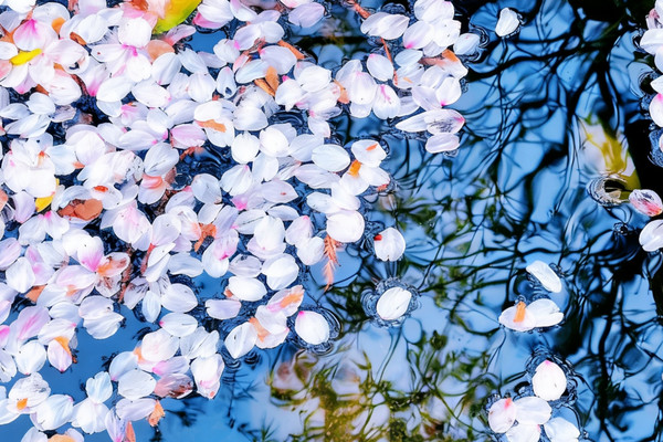 杭州春日追花全攻略！梅花櫻花玉蘭鬱金香，花期地圖請收好｜Trip.com 杭州