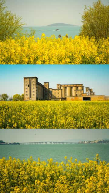 Compared to Huizhou Wuyuan, I prefer the exclusive rental of the rapeseed flower sea at Wufengding, Taihu Lake
