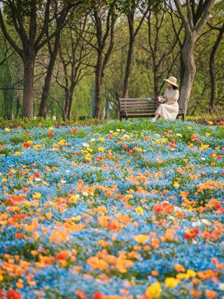 상하이 봄날 로맨틱 빈장 삼림공원 꽃밭 | 숨겨진 촬영 명소 공략
