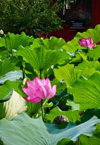 保定美景“蓮漪夏艷”:古蓮花池