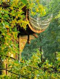成都九月賞桂頂流公園，上千株桂樹開了，古韻感拉滿！