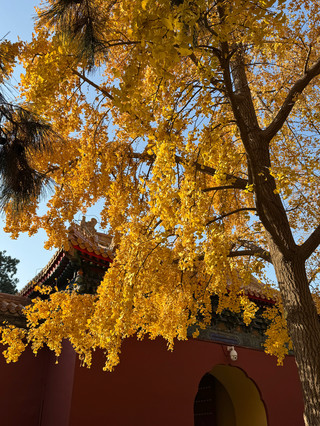 Zhongshan Park | An off-the-beaten-path autumn route next to the Forbidden City