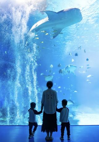 Zhuhai Chimelong sangat fotogenik 🐬 | Rencana perjalanan santai dan bebas stres bersama anak berusia 3 tahun ✅