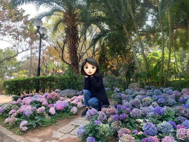 走進漂亮繡球花海 元朗公園