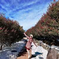 🌺🌺Camellia Hill🌺🌺