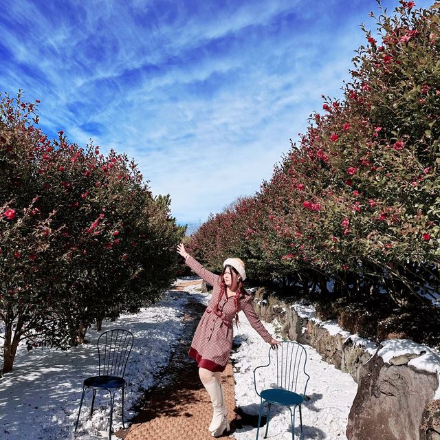 🌺🌺Camellia Hill🌺🌺