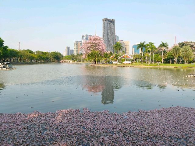 ชมพู่พันธุ์สวนจตุจักร
