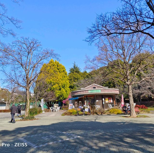 東京木場公園河津櫻