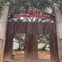 거대한 나무와 마운틴뷰를 즐길 수 있는 The giant chiang mai thailand cafe
