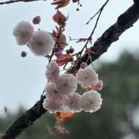 阿里山日出讓人畢生難忘