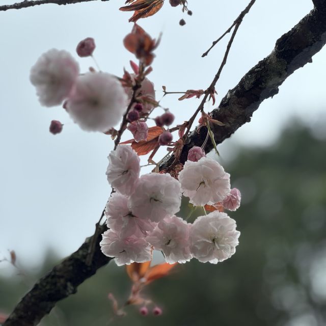 阿里山日出讓人畢生難忘