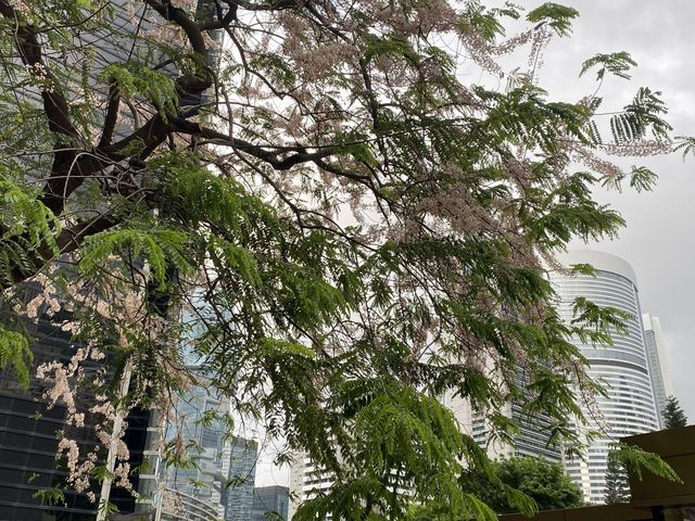 潮聖節果決明古樹