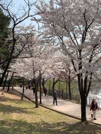 벚꽃 명소 🌸 서울에 석촌호수가 있다면 수원에는 만석공원!  