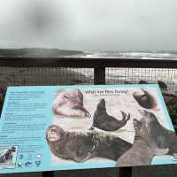 Elephant Seal Vista Point , อเมริกา