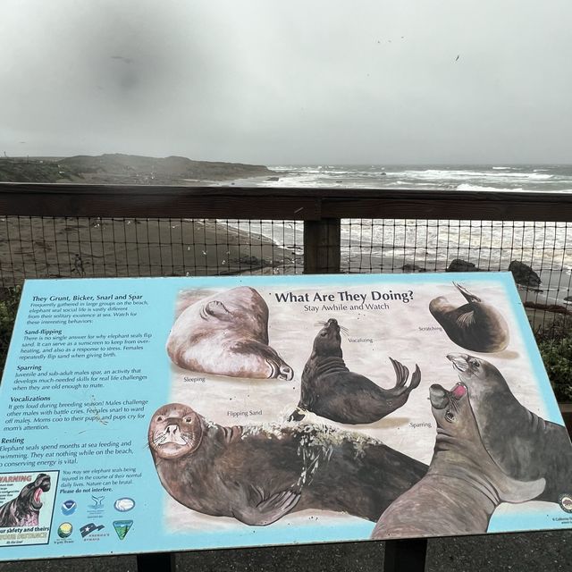 Elephant Seal Vista Point , อเมริกา