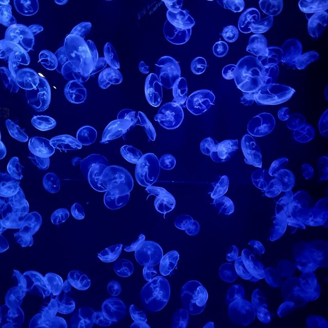 亞洲最大型水族館-沖繩美麗海水族館