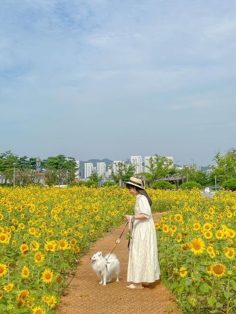 메이와 함께 세종시 해바라기 여행🌻💛