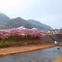 粉嫩優雅河津櫻🌸🌸🌸
