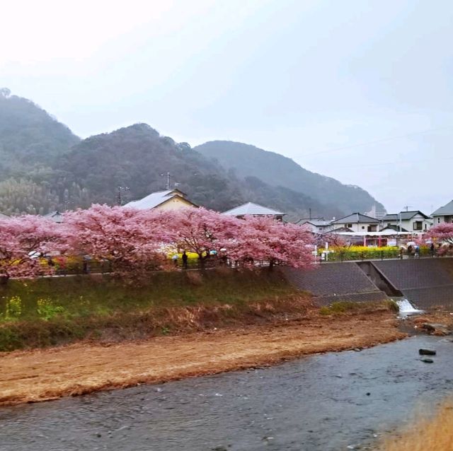 粉嫩優雅河津櫻🌸🌸🌸