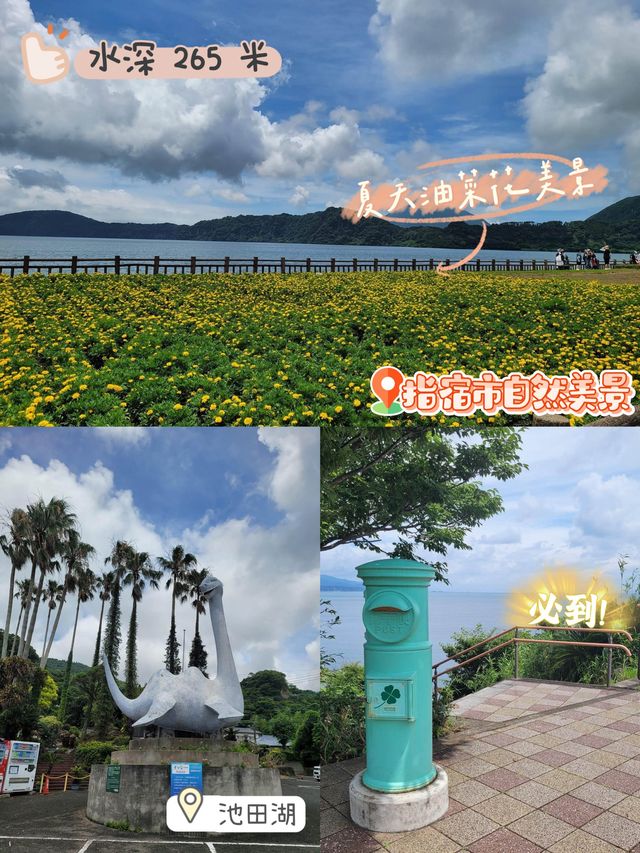 九州池田湖❤️夏天特有油菜花‼️打卡絕美之地
