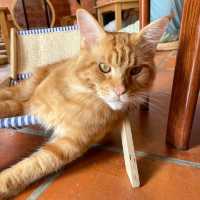 Celebrating Malaysia's Heritage with Cats