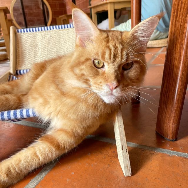 Celebrating Malaysia's Heritage with Cats