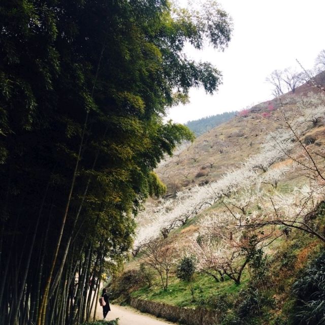 整個山頭真的狀觀和很美💮👍光陽梅花村
