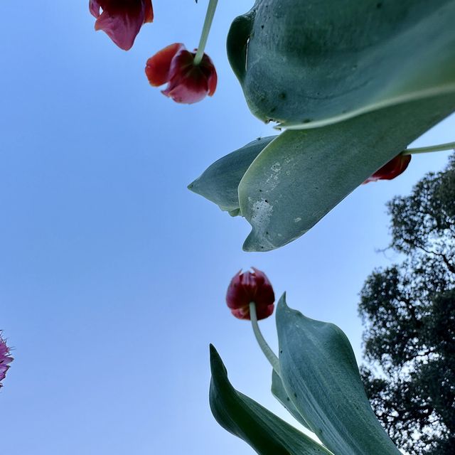 Botanical Magic, smell the heaven