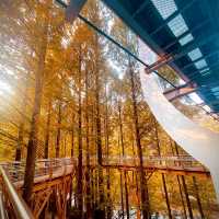 Perfect fall-rest (Forest) in South Korea
