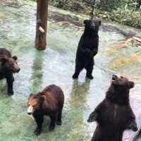 即日來回一日遊😆親子遊最佳地點🥰深圳野生動物園