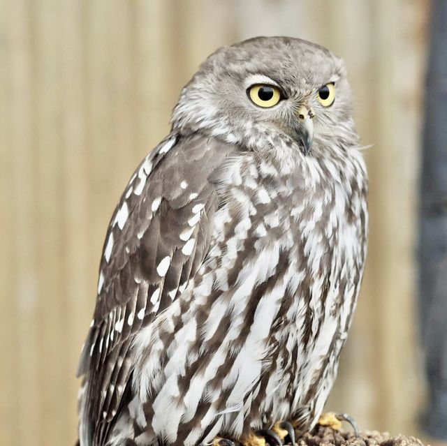 Caversham Wildlife Park - Perth, Australia