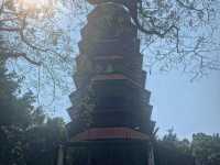 走進漂亮繡球花海 元朗公園