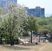 元朗公園靚靚花卉👍👍👍