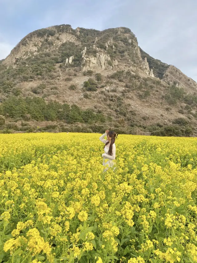 🌼제주 산방산 유채꽃🌼