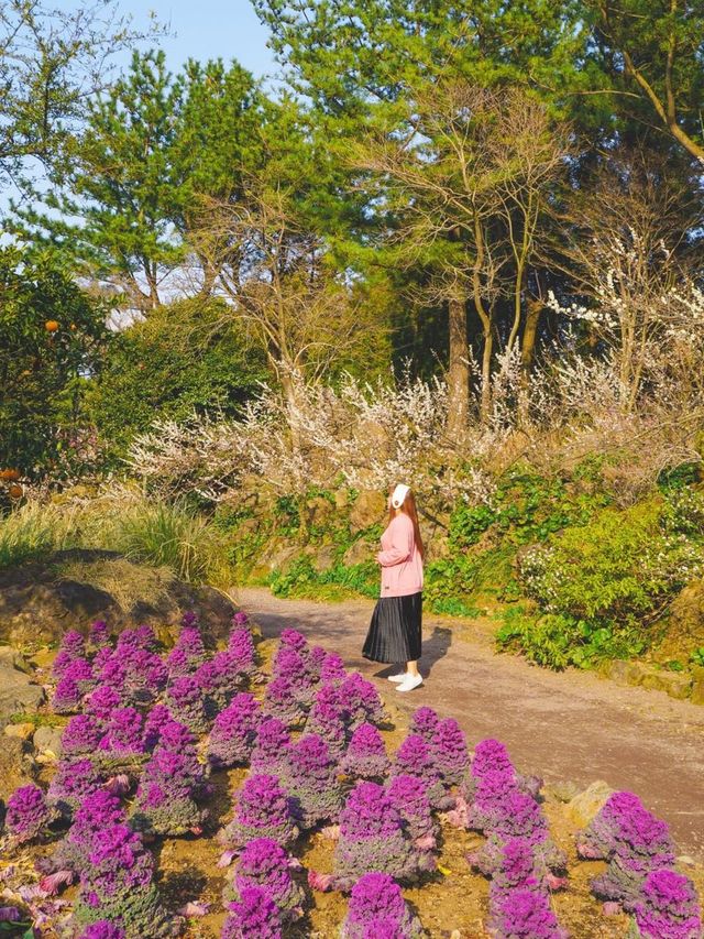 봄 제주 여행, 매화와 유채꽃을 한번에🌼