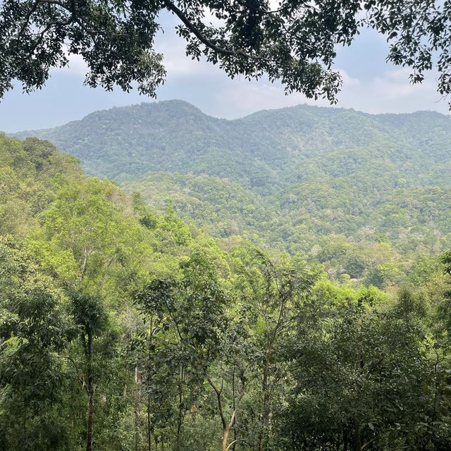 거대한 나무와 마운틴뷰를 즐길 수 있는 The giant chiang mai thailand cafe