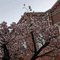 造幣局桜の通り抜け、桜は既に散り始め、有終の美