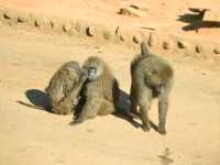 【新竹】六福村動物園 🐅 捕捉動物生活瞬間