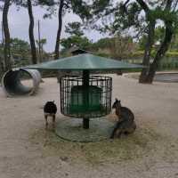 福岡親子遊8️⃣ - 海之中道海濱公園