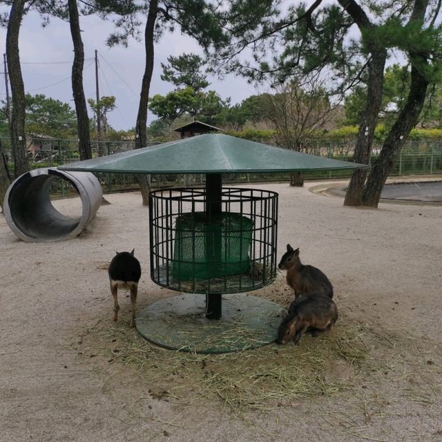 福岡親子遊8️⃣ - 海之中道海濱公園